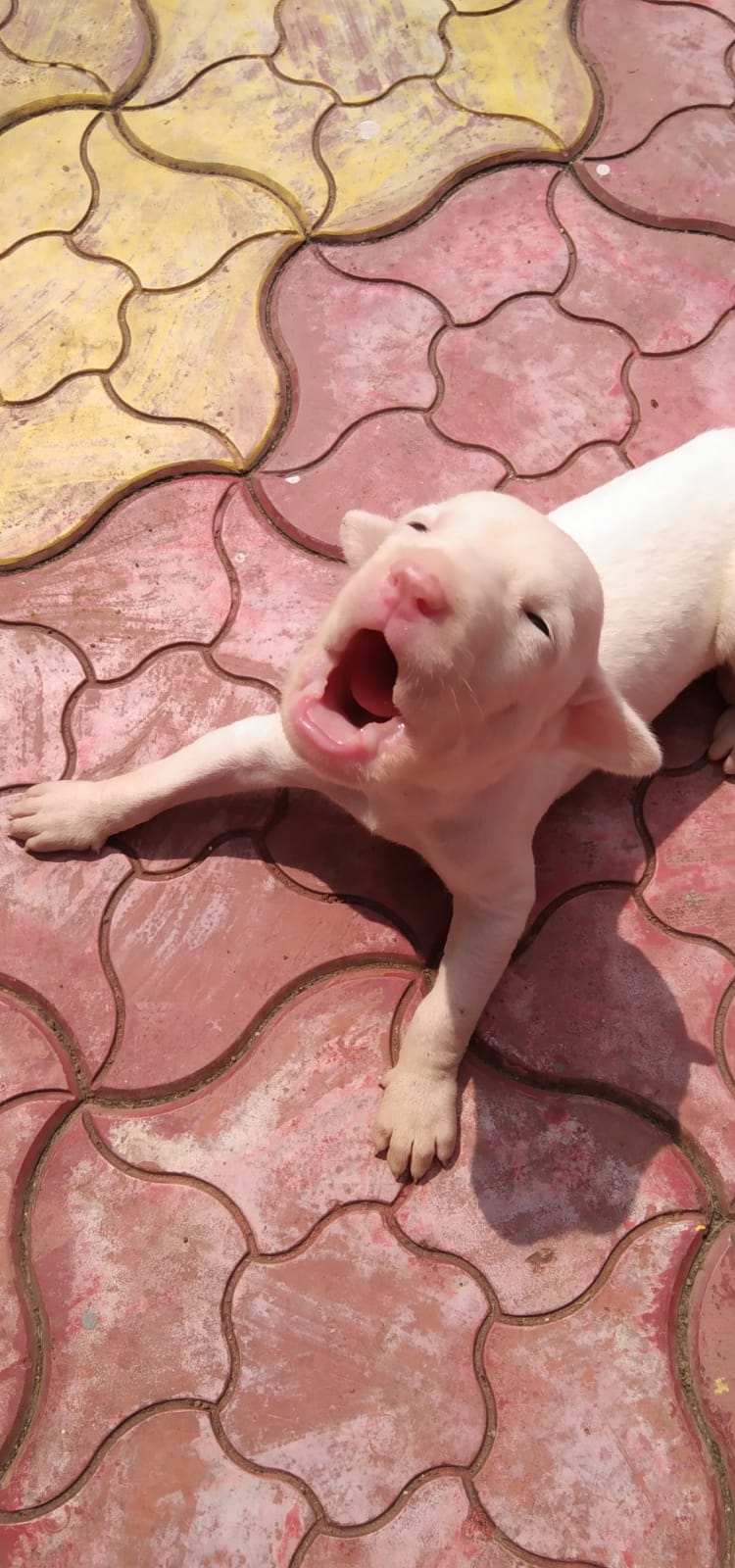 Puppy howling